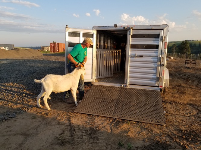 leash-training-goats